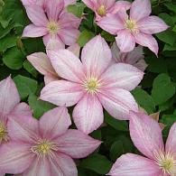Clematis 'Caroline'