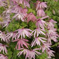 Clematis Country Rose