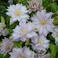 Clematis Dancing King