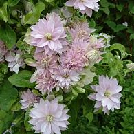 Clematis Dancing Queen