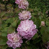 Clematis Dancing Smile