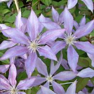 Clematis 'Dorothy Walton'