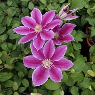 Clematis 'Dr Ruppel'