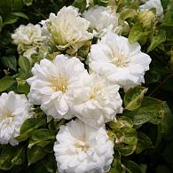Clematis 'Duchess of Edinburgh'
