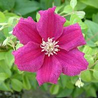 Clematis 'Ernest Markham'