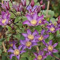 Clematis Exciting