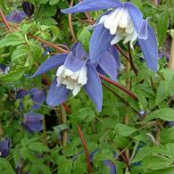Clematis 'Frances Rivis'