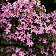 Clematis 'Freda'