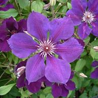 Clematis 'Gipsy Queen'