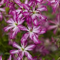 Clematis (Vit) Glorious Surprise