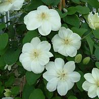 Clematis 'Guernsey Cream'