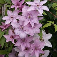 Clematis 'Hagley Hybrid'