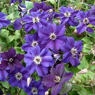 Clematis Happy Birthday