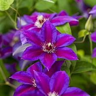Clematis (A) Have Fun