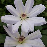 Clematis 'Henryi'
