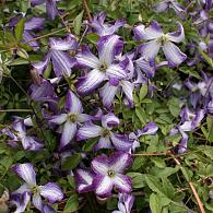Clematis I Am Lady J