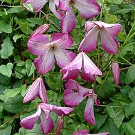 Clematis I Am Lady Q