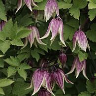 Clematis I Am Red Robin