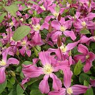 Clematis Inspiration