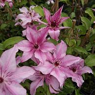 Clematis Isabella