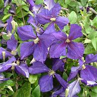 Clematis 'Jackmanii'