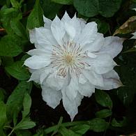 Clematis 'Jackmanii Alba'