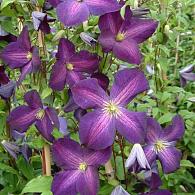 Clematis Jackmanii Purpurea