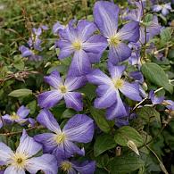 Clematis 'Jenny'