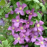 Clematis Jolly Good