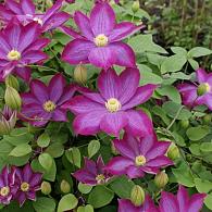 Clematis 'Kakio'