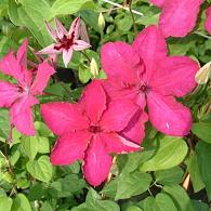 Clematis 'Kardynal Wyszynski'