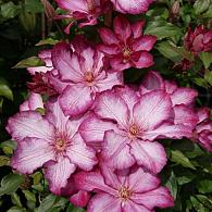 Clematis Liberty