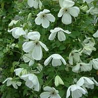 Clematis 'Maria Cornelia'