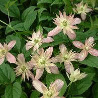 Clematis 'Marjorie'