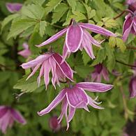 Clematis 'Markham's Pink'
