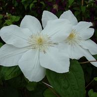 Clematis 'Mevrouw Le Coultre'