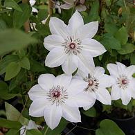 Clematis 'Miss Bateman'