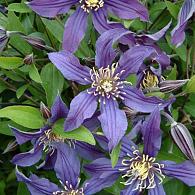 Clematis Mississippi River