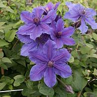 Clematis Mon Amour