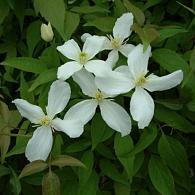 Clematis montana