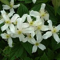 Clematis mont. wilsonii