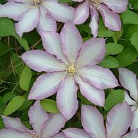 Clematis Morning Star