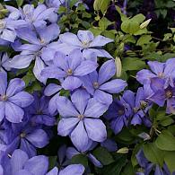 Clematis 'Mrs Cholmondeley'
