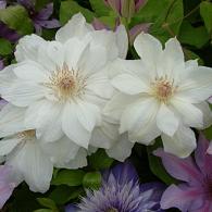 Clematis 'Mrs George Jackman'