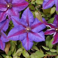 Clematis 'Mrs N. Thompson'