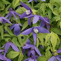 Clematis 'Pamela Jackman'