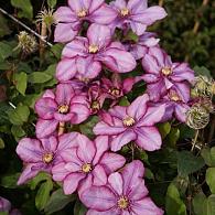 Clematis Paradiso