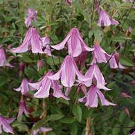 Clematis 'Pink Delight'