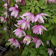 Clematis 'Pink Flamingo'