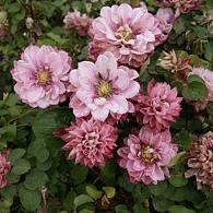 Clematis Pink Passion